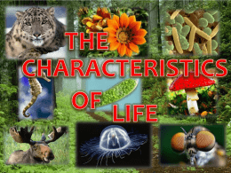 characteristics of life p 1