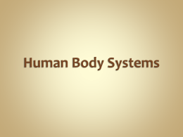 Human Body Systems PPT.pptx