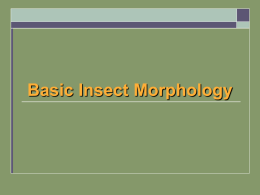morphology-collembola-thysanura.ppt