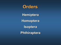 hemiptera-homoptera-isoptera-phthiraptera.ppt