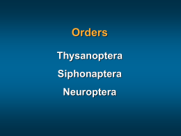 thysanoptera-siphonaptera-neuroptera.ppt