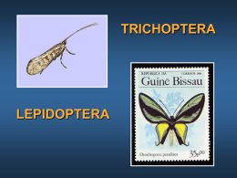 lepidoptera-trichoptera.ppt