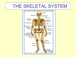 Skeletal system powerpoint.ppt