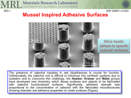 UCSB MRSEC 1121053 IRG-1-Waite-Mussel inspired adhesion.ppt