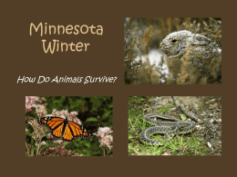 Minnesota Winter Survivor