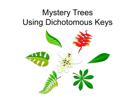 Mystery_Trees.ppt