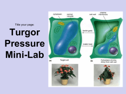 Turgor Pressure Mini Lab.ppt