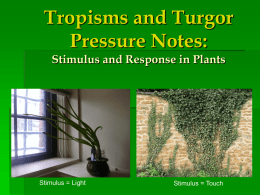 Tropisms and Turgor Pressure Notes.ppt