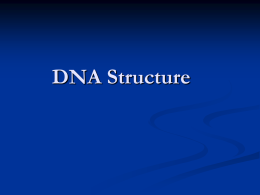 DNA Structure_replication.ppt