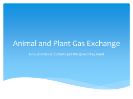 A) Animal and Plant Gas Exchange.pptx