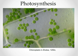 Photosynthesis.pptx