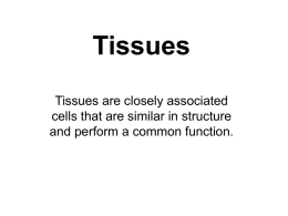 Tissues.ppt