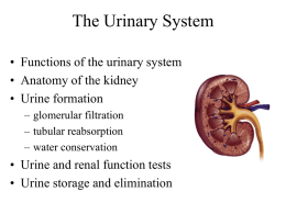 Urinary_System.ppt
