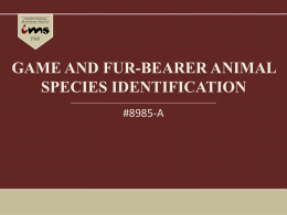Game Fur-Bearer Animal Species Identification - Slideshow.pptx