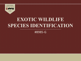 Exotic Wildlife Species Identification - Slideshow.pptx