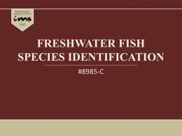 Freshwater Fish Species Identification - Slideshow.pptx