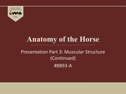 Anatomy of the Horse - C-Muscular Structure (Cont.).ppt