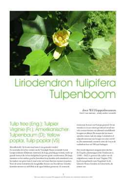 Liriodendron - Arboretum Oudenbosch