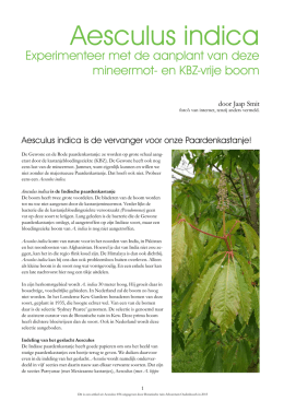Aesculus indica - Arboretum Oudenbosch