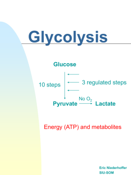 Glycolysis Glucose Pyruvate Lactate