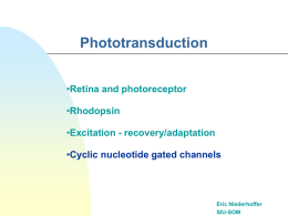 Phototransduction &bull; Retina and photoreceptor Rhodopsin