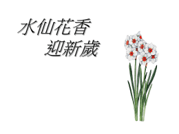 * 水仙 花香 迎新歲 *