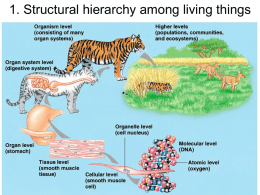 1. Structural hierarchy among living things