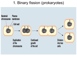 1. Binary fission (prokaryotes)