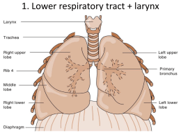 13. Respiratory disorders.ppt