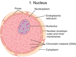 1. Nucleus