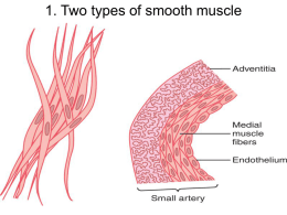 1. Two types of smooth muscle