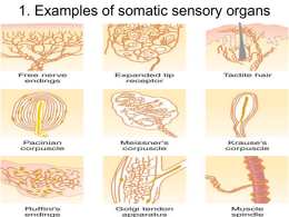 1. Examples of somatic sensory organs