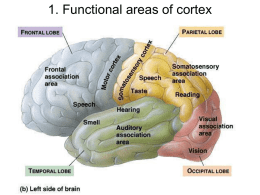1. Functional areas of cortex