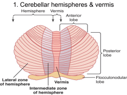 1. Cerebellar hemispheres &amp; vermis