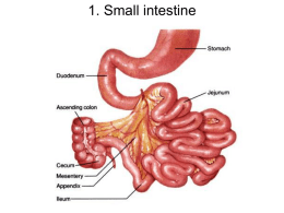 1. Small intestine