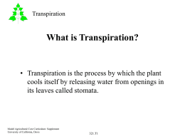 What is Transpiration?