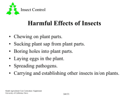 Harmful Effects of Insects