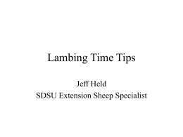 Lambing Time Tips