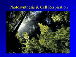 Photosynthesis Cellular Respiration