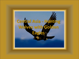 Central Asia - Hunting Wolves with Golden Eagles