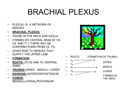 BRACHIAL PLEXUS