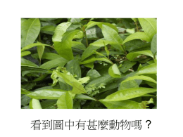 02/03 保護色 生物多樣