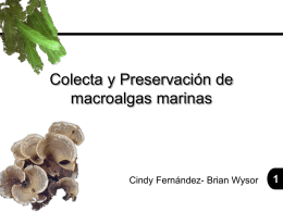 02 Colecta Preservacion MacroalgasMarinas