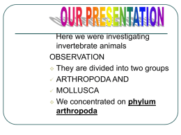 Download the Invertebrates presentation