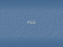 Pigs.ppt