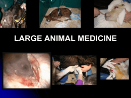 Large animal medicine