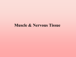 3. Muscle and Nervous Tissue WEB