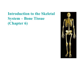 1. Intro to Bones - WEB