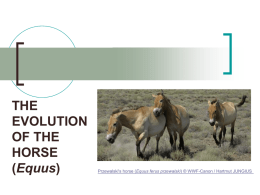 Powerpoint Presentation: Evolution of the Horse