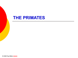 Powerpoint Presentation: The Primates